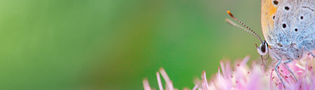 Pylaon butterfly on a bright pink flower. Defocused light green background. Selective focus, macro.の写真素材