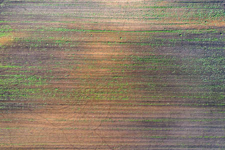 Damaged crops in the field. due to poor breed conditions, or poor soil or disease. Sick agricultural crops.の写真素材