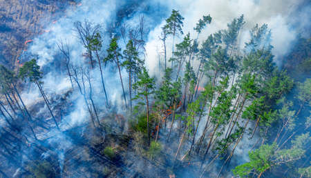 Mass forest fire. A large area is engulfed in flames. View from the drone on a forest fire.の写真素材