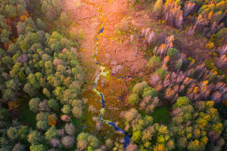 Autumn forest with bright colorful trees top view. Natural background or texture.の写真素材