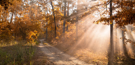 Wonderful autumn landscape. Road in a deciduous forest where hornbeam oaks and other trees grow....