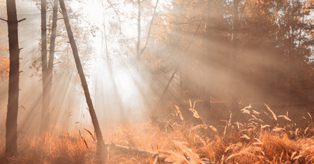 Wonderful autumn landscape. The rays of the sun in a brightly colored blurred autumn forest. Natural background.の写真素材