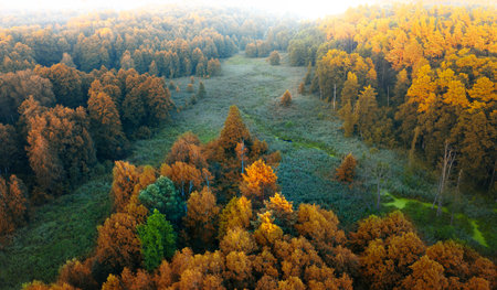 Autumn deciduous forest top view, natural background or texture.