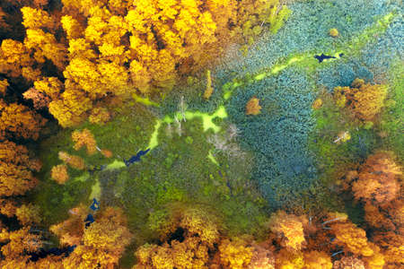Autumn deciduous forest top view, natural background or texture.の写真素材