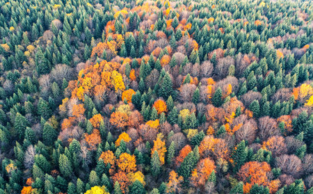 Autumn deciduous forest top view, natural background or texture.