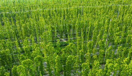 Field for growing hops as an agricultural crop. Drone view.の写真素材