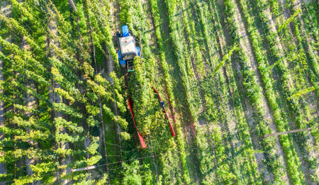 Harvesting hops tractor with trailer and special equipment. Drone view.