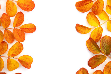 Autumn composition. yellow rose leaves on a white background