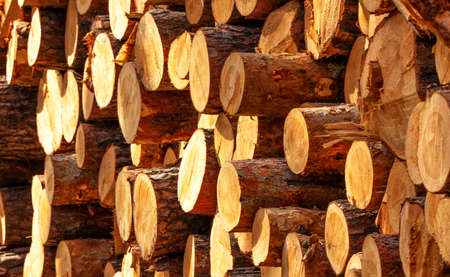 Long tree trunks lie in the woods at the site of fresh felling.の写真素材