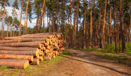 Long tree trunks lie in the woods at the site of fresh felling.