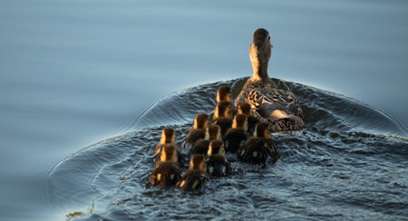 Wild duck with a large brood of ducklings.の写真素材