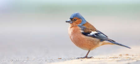 Fringilla coelebs or finch close-up selective focus.の写真素材