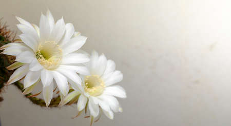 Two big bright cactus flowers on a white background. Selective focus.の写真素材