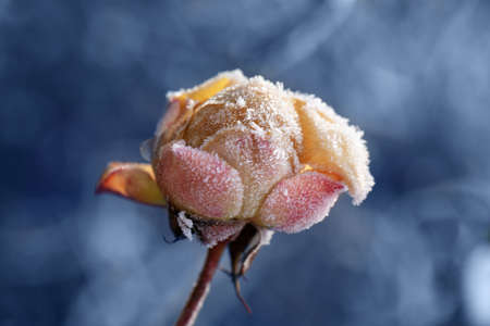 The rose flower is covered with hoarfrost. The first autumn frosts.の写真素材