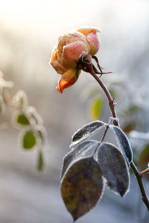 The rose flower is covered with hoarfrost. The first autumn frosts.の写真素材