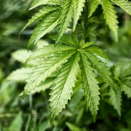 Medical cannabis plant selective focus, close up.の写真素材