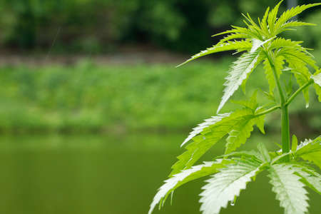 Medical cannabis plant selective focus, close up.の写真素材