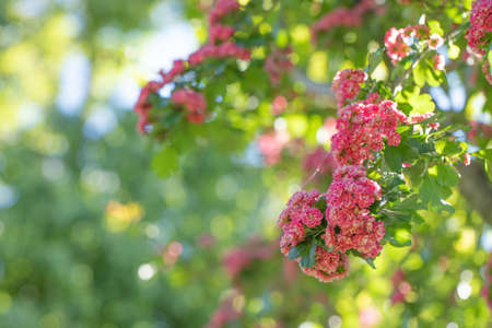 Pink decorative hawthorn flowers on a green defocused background.の写真素材