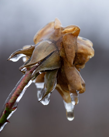 The rose flower is covered with hoarfrost. The first autumn frosts.