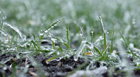 Winter wheat crops are covered with ice. macroの写真素材