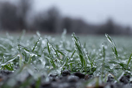 Winter wheat crops are covered with ice. macroの写真素材