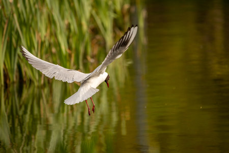 Big white seagull on a background of blue skyの写真素材