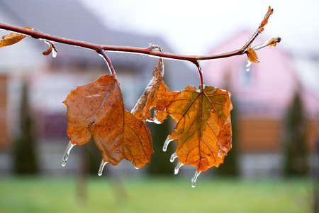 Maple leaves are covered with ice. Autumn cooling and weather change concept.の写真素材