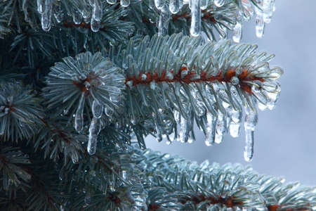 Ice icicles on a branch of a blue Christmas tree, close-up.の写真素材