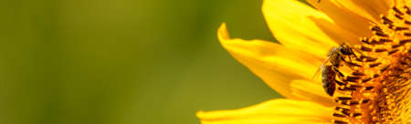 Honey bee collects nectar from sunflower flowers.の写真素材