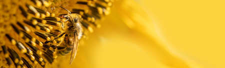 Honey bee collects nectar from sunflower flowers.の写真素材