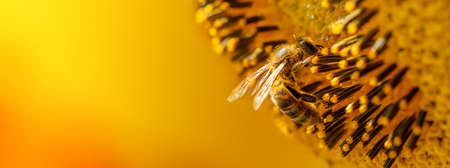 Honey bee collects nectar from sunflower flowers.の写真素材
