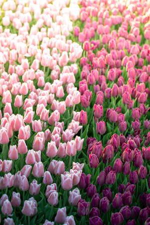Beautiful summer landscape, white tulips bloom at sunset.の写真素材
