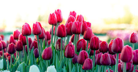 Beautiful summer landscape, white tulips bloom at sunset.の写真素材