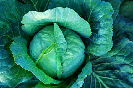 Big green cabbage on the farm. Vegetarian food background.の写真素材