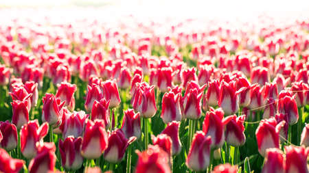 Beautiful summer landscape, white tulips bloom at sunset.の写真素材