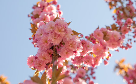 Sakura flower on sky background close upの写真素材