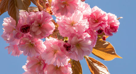 Sakura flower on sky background close up