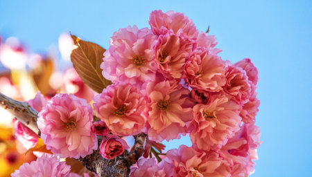 Sakura flower on sky background close up