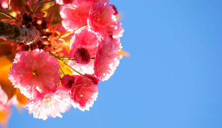 Sakura flower on sky background close upの写真素材