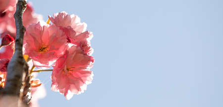 Sakura flower on sky background close upの写真素材