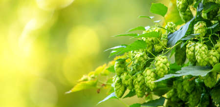 Green hops on the bush. Industrial hop growing.の写真素材