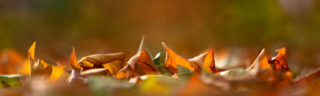 Fallen yellow oak leaves with raindrops. Macro.の写真素材