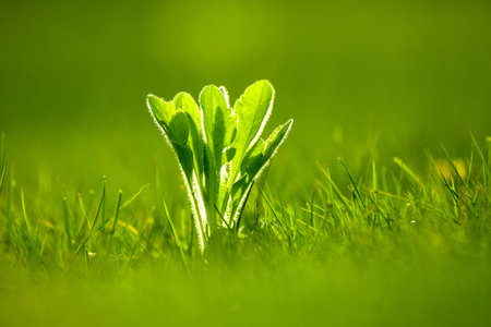 Littered with weeds on lawn grass. macro selective focus.