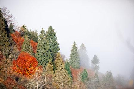 Alpine autumn deciduous forest above clouds Drone view.の写真素材