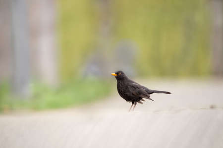 Turdus merula blackbird Sits on a stump and eats grains. Close up, selective focus.の写真素材