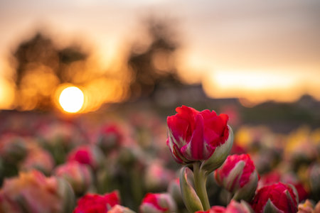 Beautiful summer landscape, red tulips bloom at sunset. natural background.