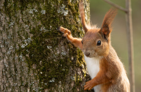 Banner, nature with place for text. Red squirrel sitting on a tree, close-up.