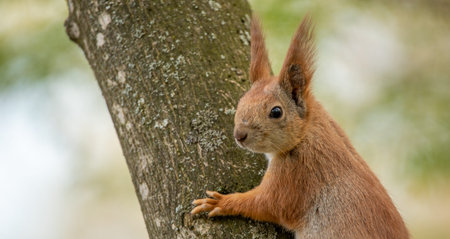 Banner, nature with place for text. Red squirrel sitting on a tree, close-up.の写真素材
