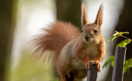 Banner, nature with place for text. Red squirrel sitting on a tree, close-up.の写真素材