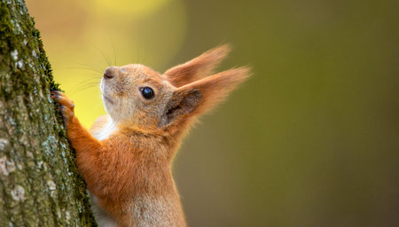 Banner, nature with place for text. Red squirrel sitting on a tree, close-up.